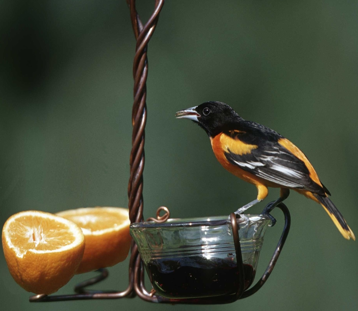Holland Hill Birdfeeders Wholesale Price List For Hummingbird