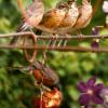 Four baby robins waiting for lunch.