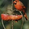 Cardinal eating seeds from a pomegranate during winter.