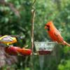 Stand off at the Fruit and Jelly Feeder.