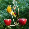 Love Birds Apple Feeder with Female Oriole