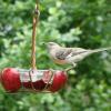 Mockingbird enjoying the Fruit and Jelly Feeder.