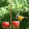 Oriole on the Double Apple Feeder