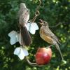 Mockingbird and Robin having a little dispute over whose going to pay for lunch.