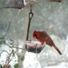 Cardinal eating jelly in the 2009 OKC Christmas Eve blizzard.