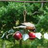 Robin on Oriole Fruit Feeder