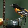 Close up of Oriole on Fruit and Jelly Feeder.